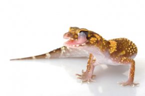 australian barking gecko