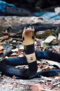 Few would consider a cobra as a potential pet.