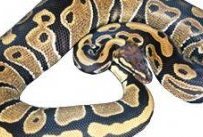 Normal Ball Python as they’d be found in the wild (and in most pet stores)