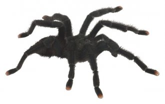 Pink-toed tarantulas are suitable subjects for rainforest terrariums.