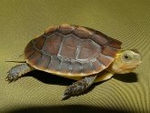 Water turtles for sale
