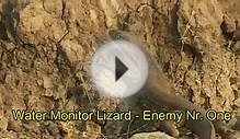 Bee-Eater vs Monitor Lizard.