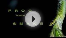 GreenTree Frog vs Green Tree Snake: an epic battle