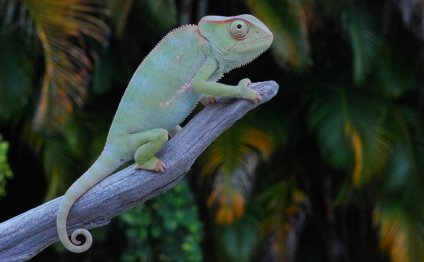 Graceful Chameleon, photo by