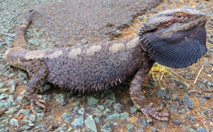 11. When a bearded dragon baby