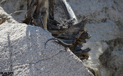 All Kinds Of Lizards | by