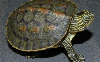 Chinese Golden Thread Turtles