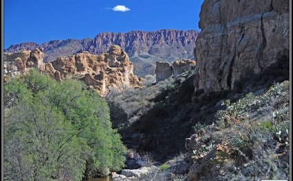 Reptiles for sale free