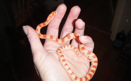 Guys, I want a pet snake (I