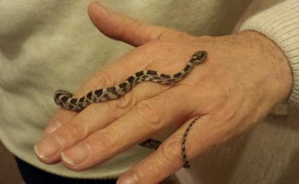 Baby Corn Snakes - Anery