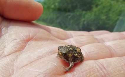 Baby Bushveld Rain Frog