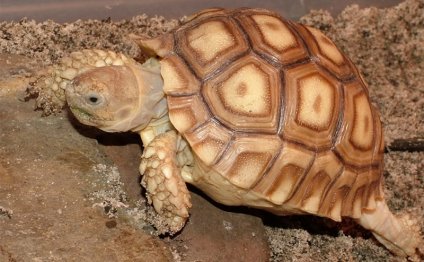 Sulcata tortoise for sale