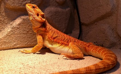 Bearded Dragon