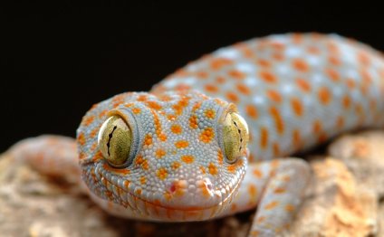 Tokay Gecko