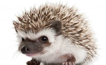 African Pygmy Hedgehog