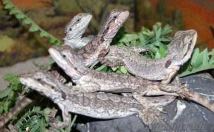 CAT 2 – Reptiles FOR SALE