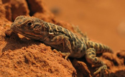 Long Nosed Leopard Lizard