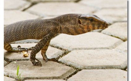 Common Indian Monitor
