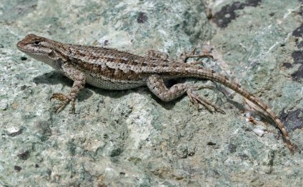 Small lizards usually seen