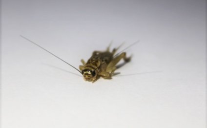 House Brown Crickets - Large