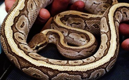 Deadly snakes sold online