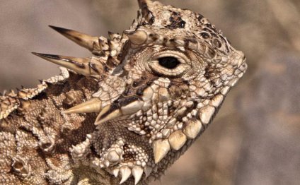 Desert Horned Lizard Pet Texas