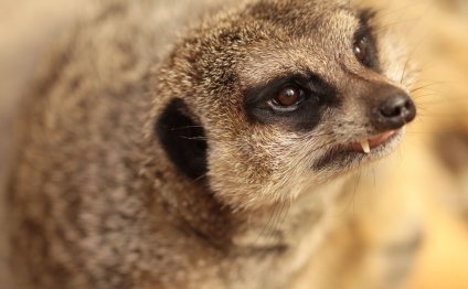 Meerkat Smiling