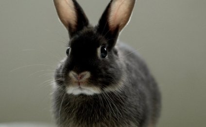 Do Rabbits Make Good Pets For