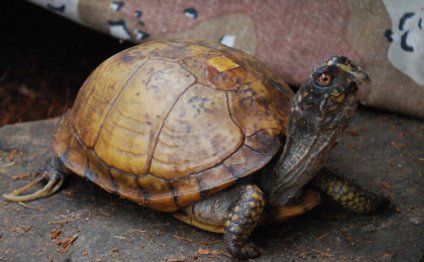 In China box turtles are