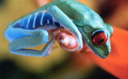 Photograph - Exotic Frogs