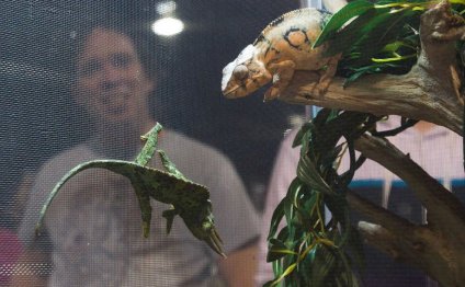 Chameleons are on display for