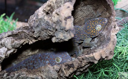 Lemur Tree Frogs (Agalychnis