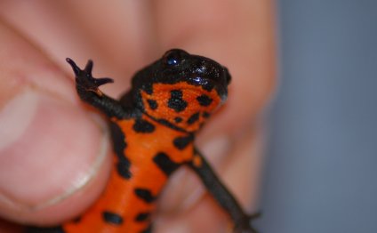 Chinese Fire Bellied Newts For