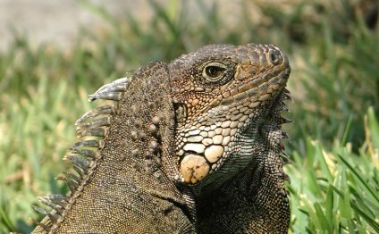 Iguana, Herbivorous Lizards