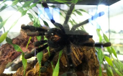 Pink toe tarantula