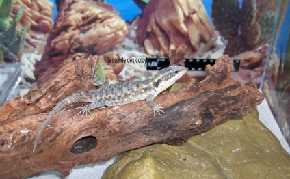 Lizards For Sale Petco My