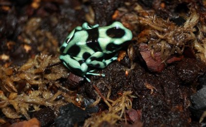 Horsefield Tortoise Dart frog