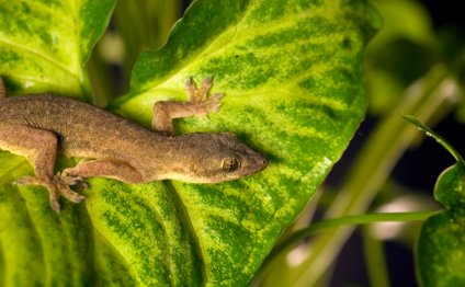 House Gecko Care Sheet