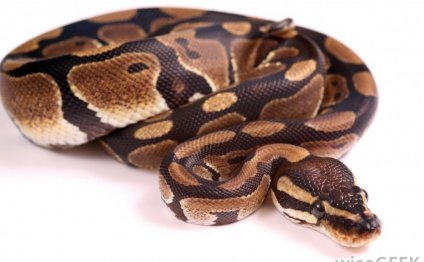 How do I Keep Snakes As Pets?