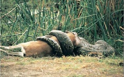 A python eats a deer while