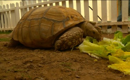 A 75-year-old tortoise at