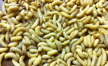 500 Live Wax Worms Bee Moth