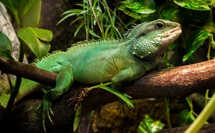 Lizard Facts – Cute Pet Love