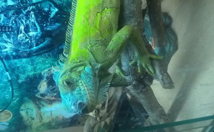 Male iguana for sale comes