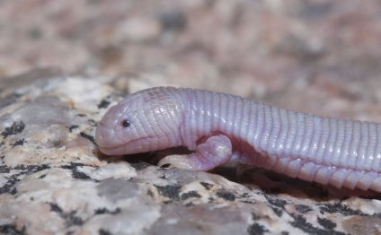 Mexican mole lizard