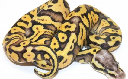 Female Super Pastel Yellow