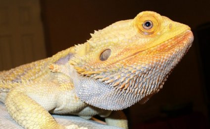 Reptile supply store