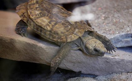 Maple, a female pancake