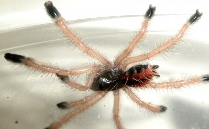 Avicularia metallica