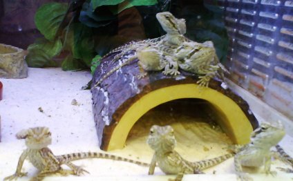 Pet store lizards | Flickr